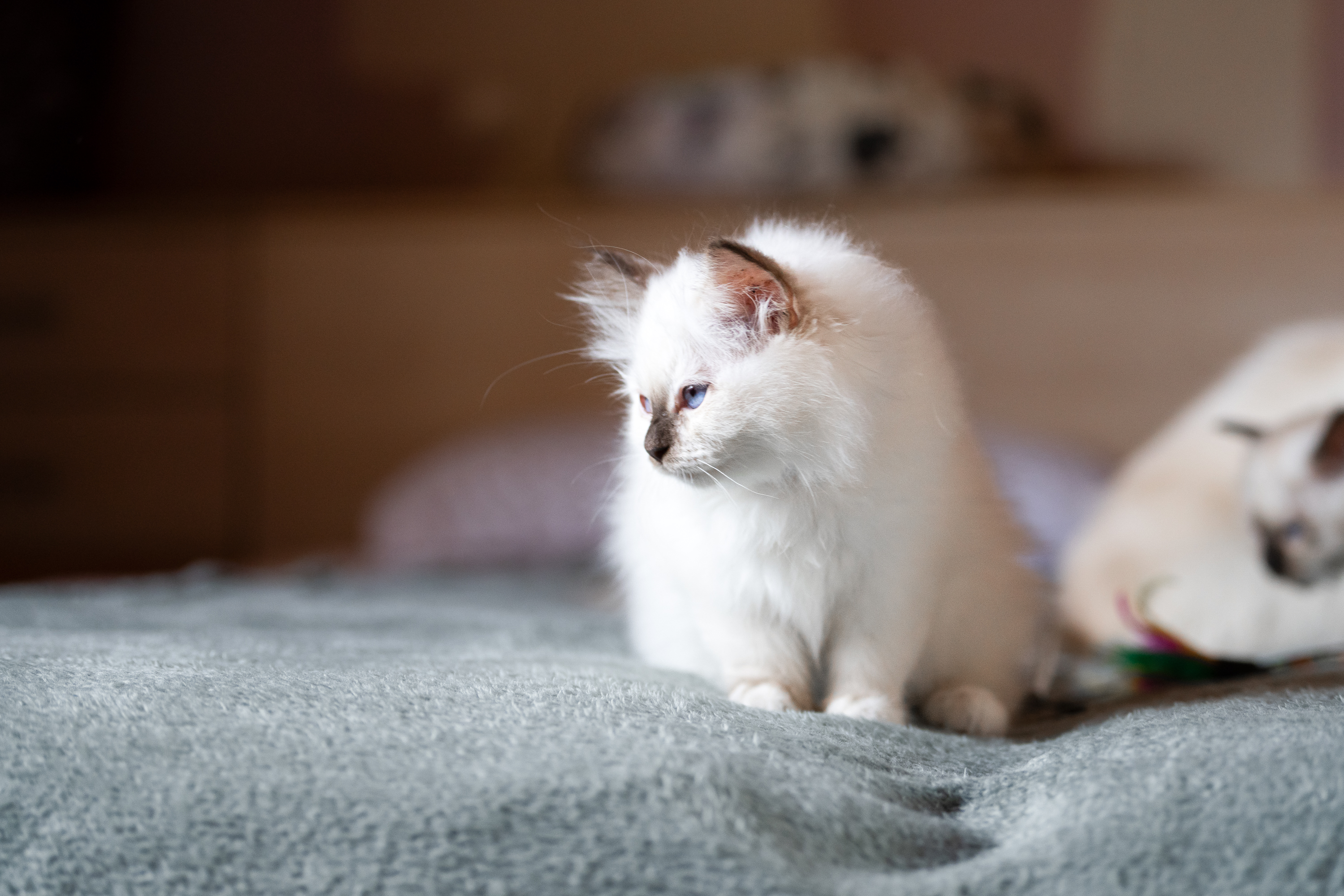 Photo de BONNIE CHOCOLAT TABBY